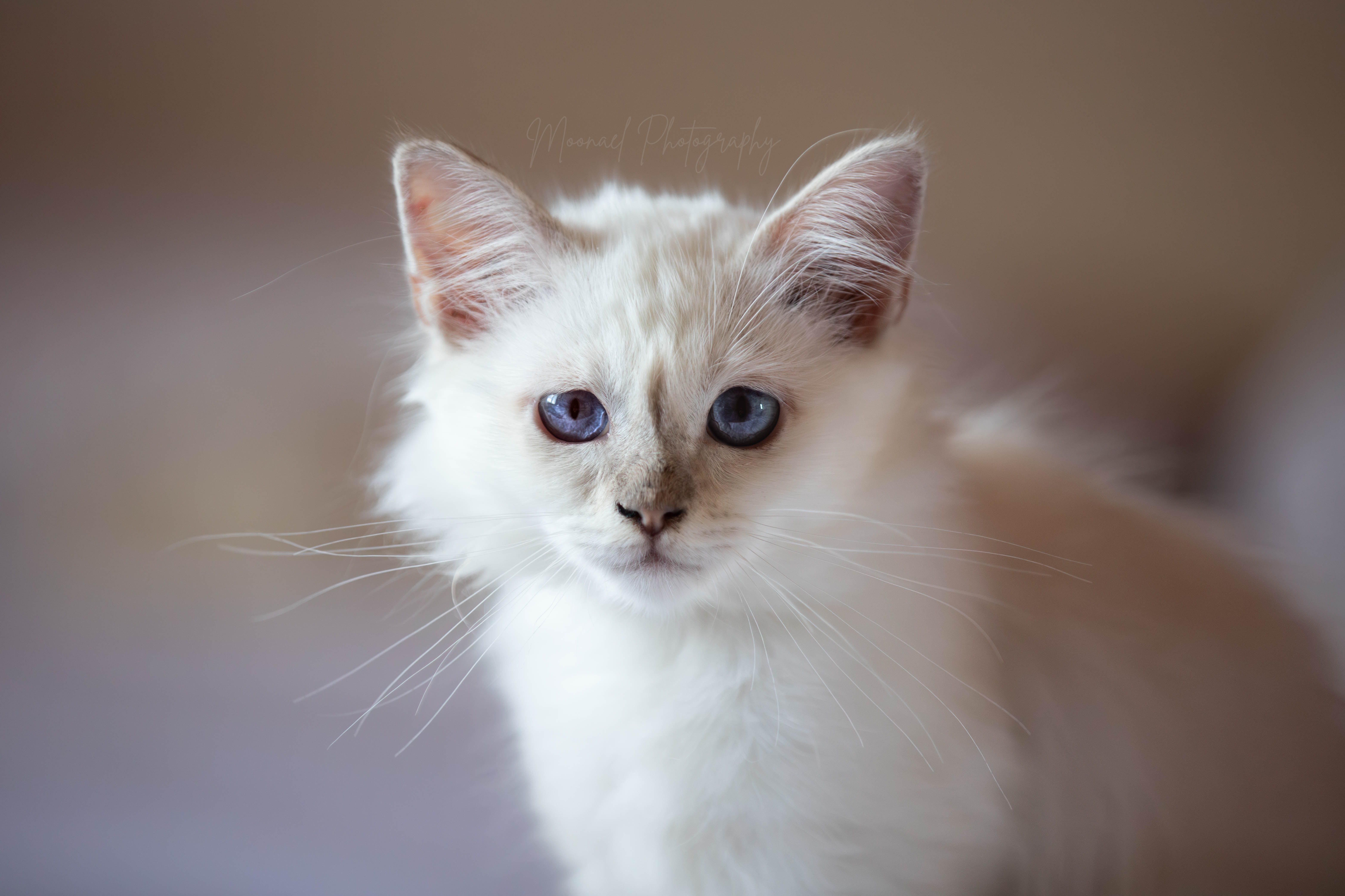 Photo de ARAMIS LILAC POINT